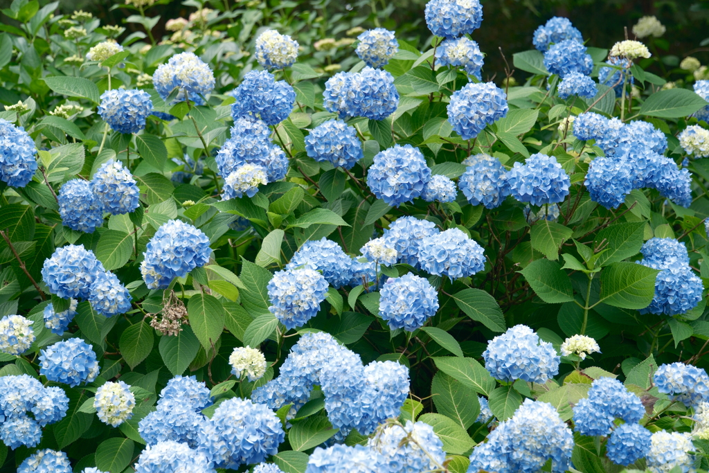 4分咲にして今年の紫陽花散策はいがいと最後１