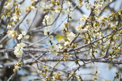 今年やっと見れた梅の花１６