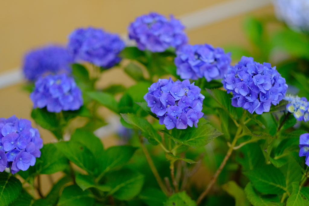 中山寺に咲いてあった紫陽花