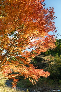 秘境で穴場な紅葉の旅２０