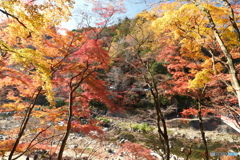 香嵐渓の紅葉１３