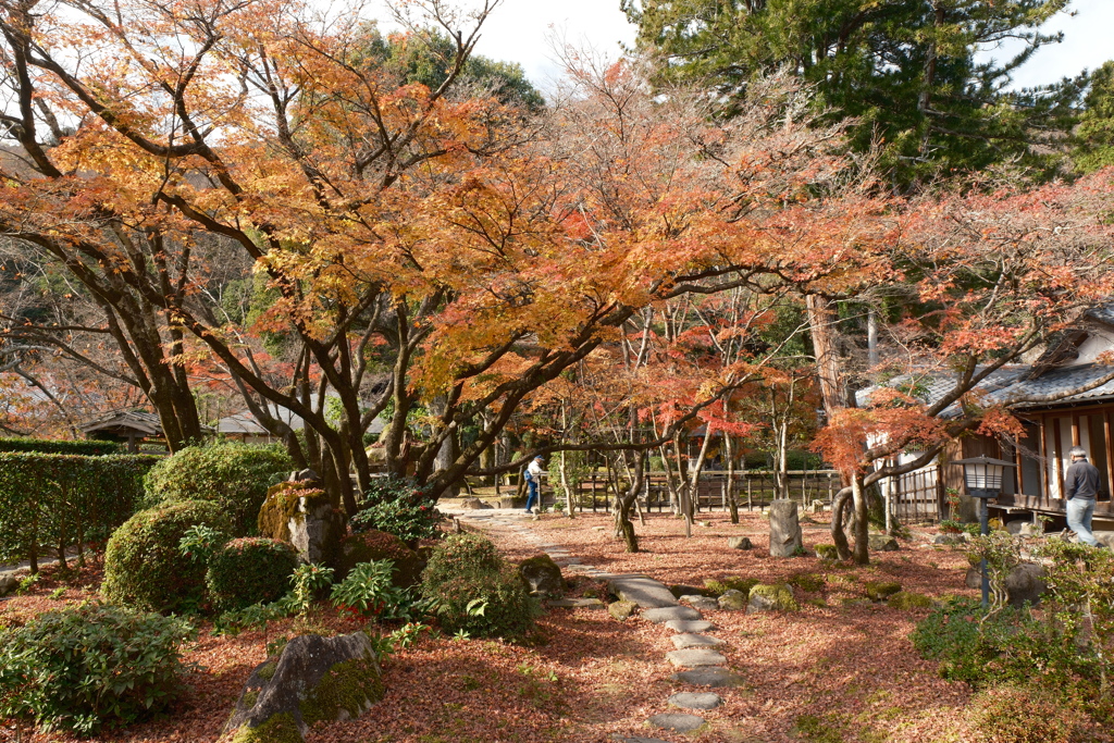 X-T5新調後、年末最後の紅葉(龍野公園)１１