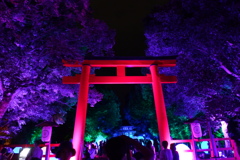 下鴨神社 糺の森の光の祭４