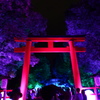 下鴨神社 糺の森の光の祭４