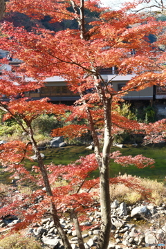香嵐渓の紅葉４