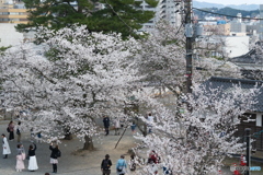 松江城の桜巡り３