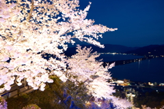 傘松公園夜桜ライトアップ、傘彩桜４