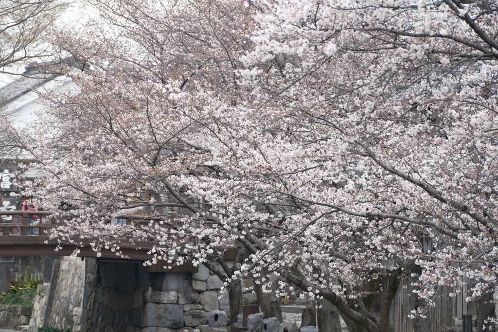 3月末急開花した桜１