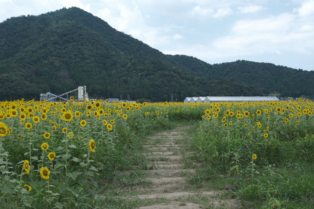 盆休み前に詰め込んだ旅の終わりにひまわり畑６