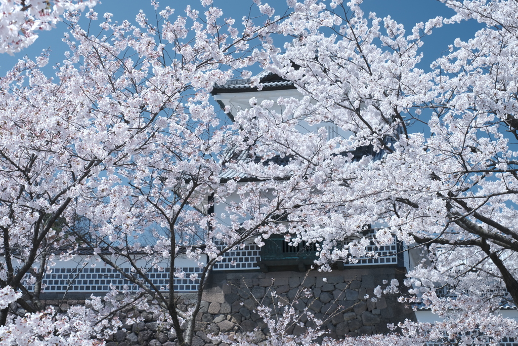 快晴の桜日和、金沢城公園にて１０