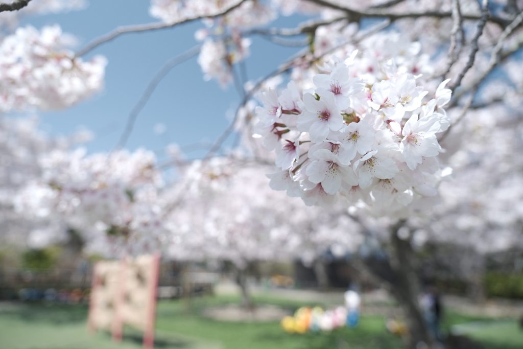 桜の季節の週末にここまで晴れた日が続くのはもうないと思って３