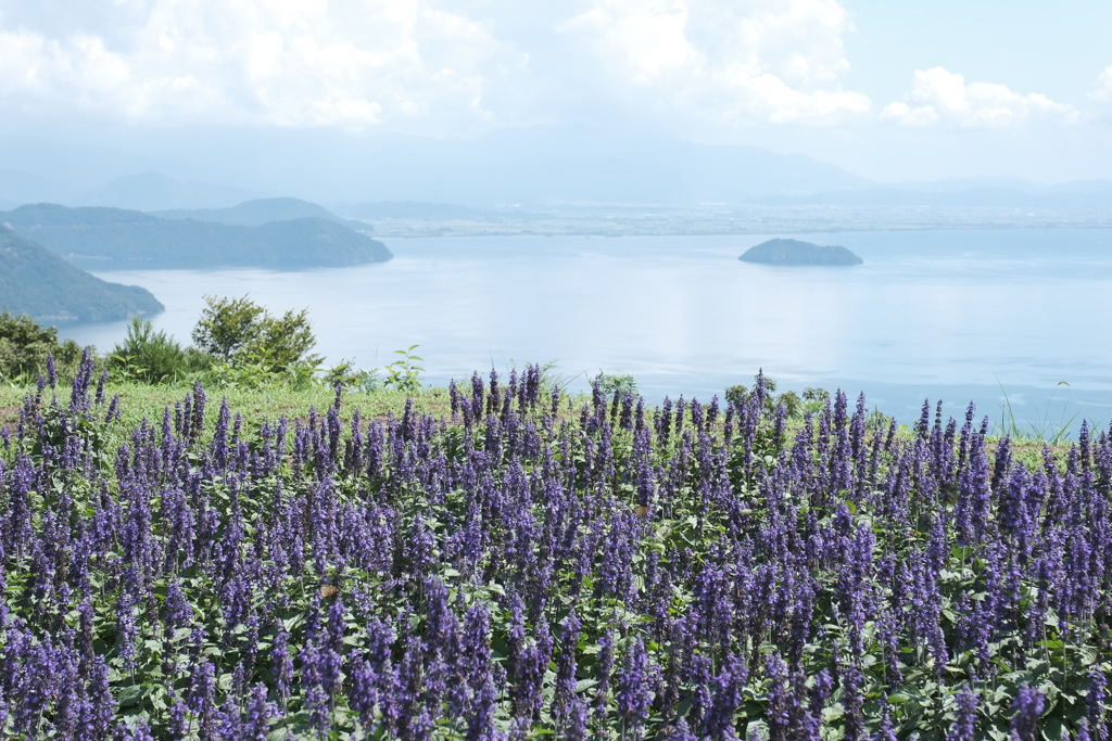 琵琶湖とサルビア