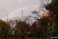 2024-11瞬きを見上げたら虹2