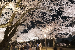 終電迄時間がなかったので大急ぎで撮った夜桜、金沢城公園４