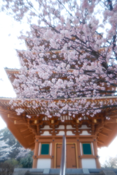 桜の季節で数少ない週末晴れた時１５