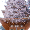 桜の季節で数少ない週末晴れた時１５