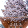 桜の季節で数少ない週末晴れた時１５