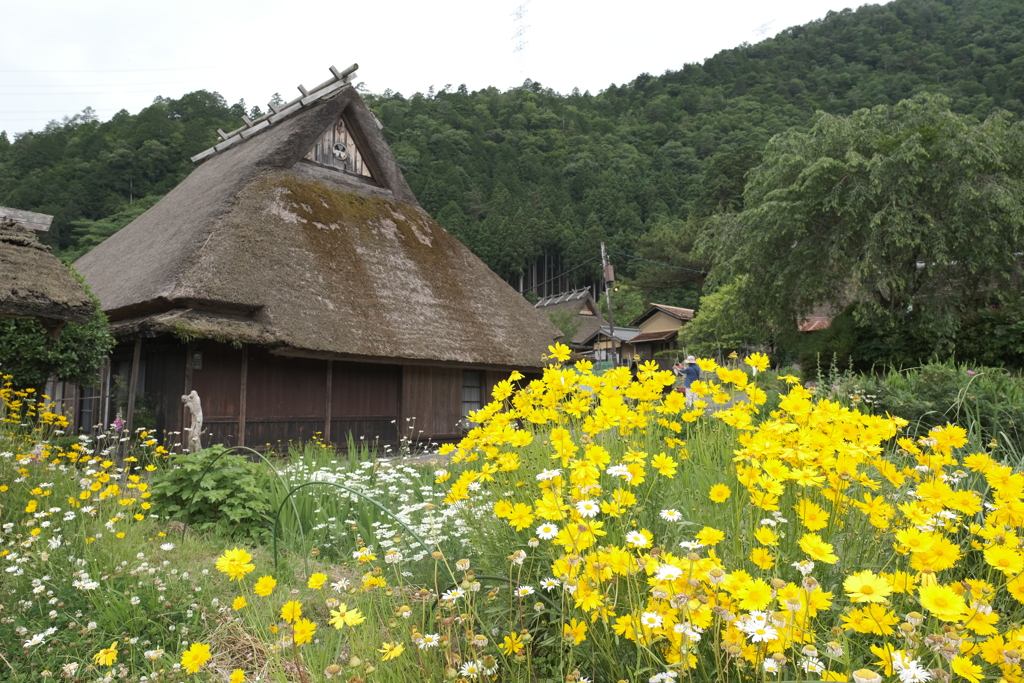 梅雨時のかやぶきの里３