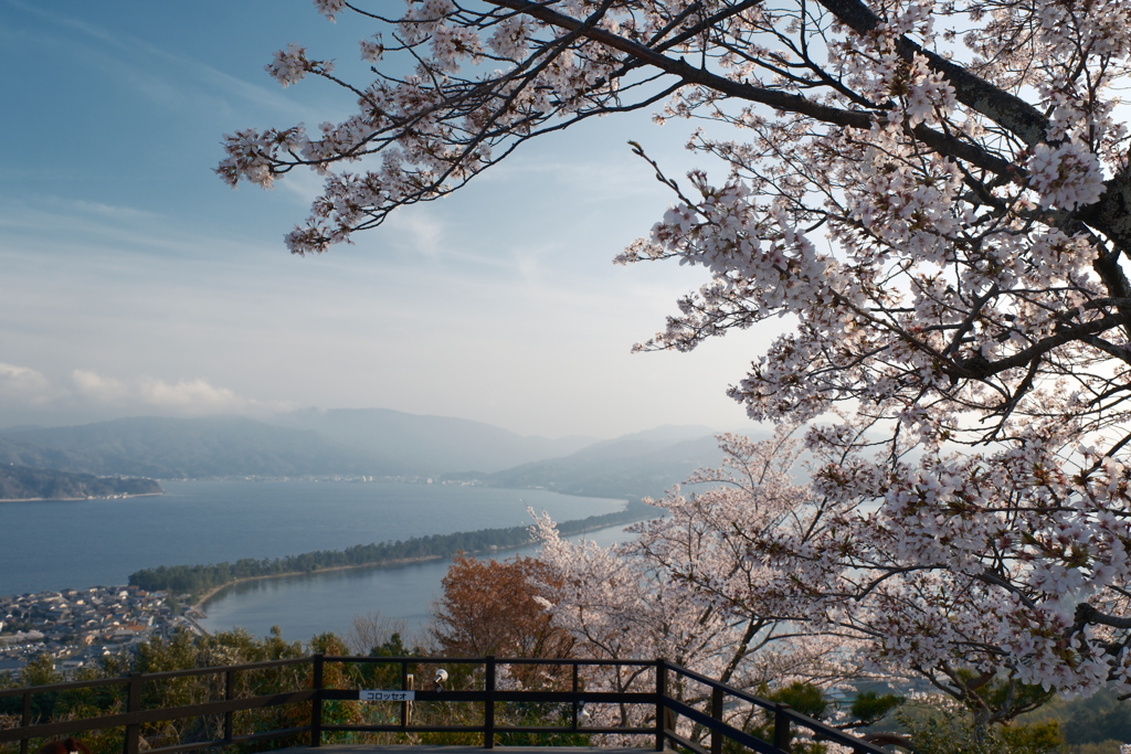 黄砂で霞んだが快晴の桜８