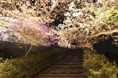 いがいと！夜桜４