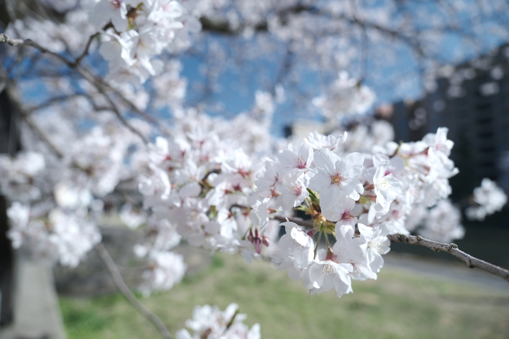 快晴の桜日和、浅野川沿い４