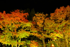 漆黒の夜空と照らされる紅葉in好古園１