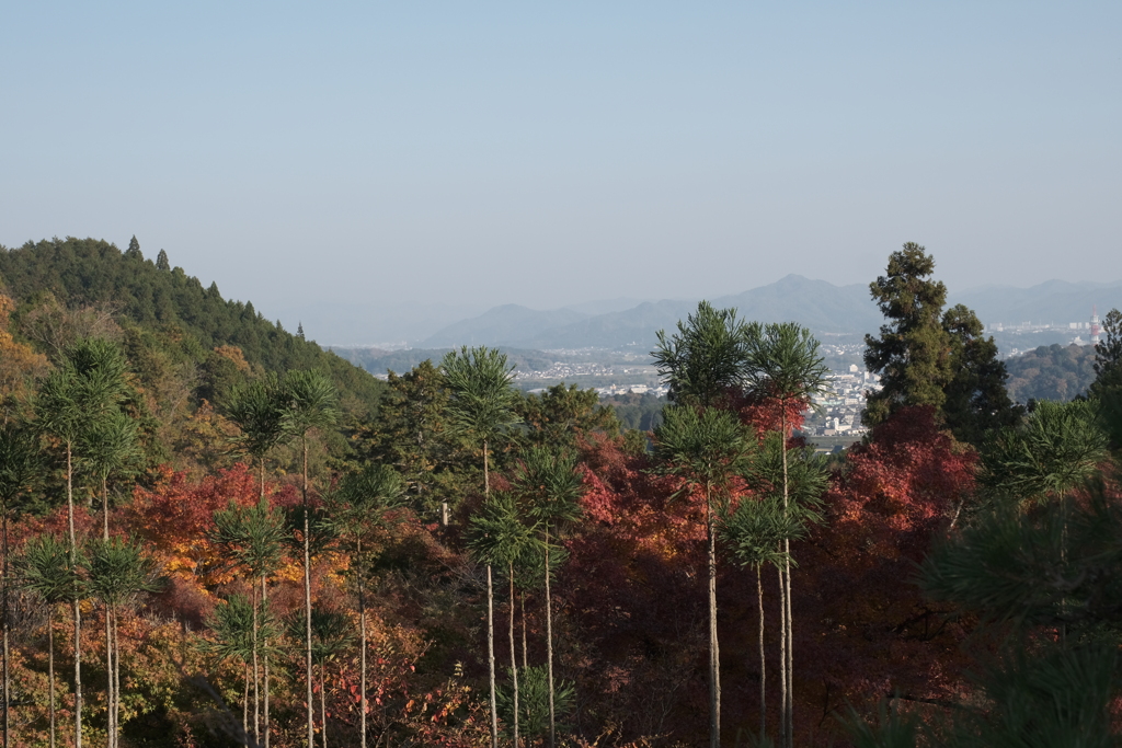 仕事は休業中、紅葉はフル稼働、長安寺にて５