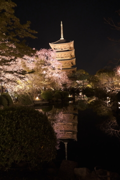 東寺の夜桜４