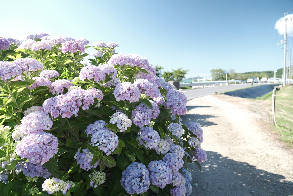 晴れた日の宮荘川の紫陽花２
