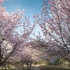 桜の季節で数少ない週末晴れた時１８