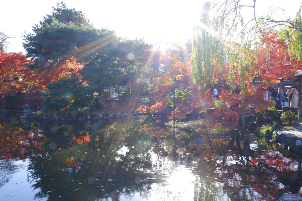 今年最後の見頃であろう紅葉６