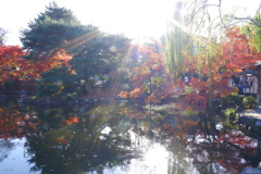 今年最後の見頃であろう紅葉６