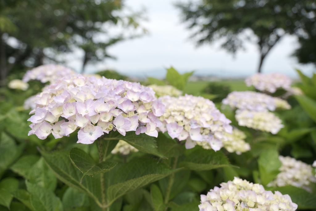 宮荘川の紫陽花６