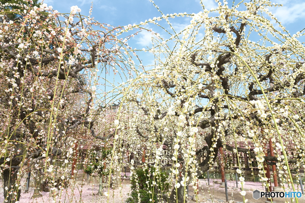今年やっと見れた梅の花２８