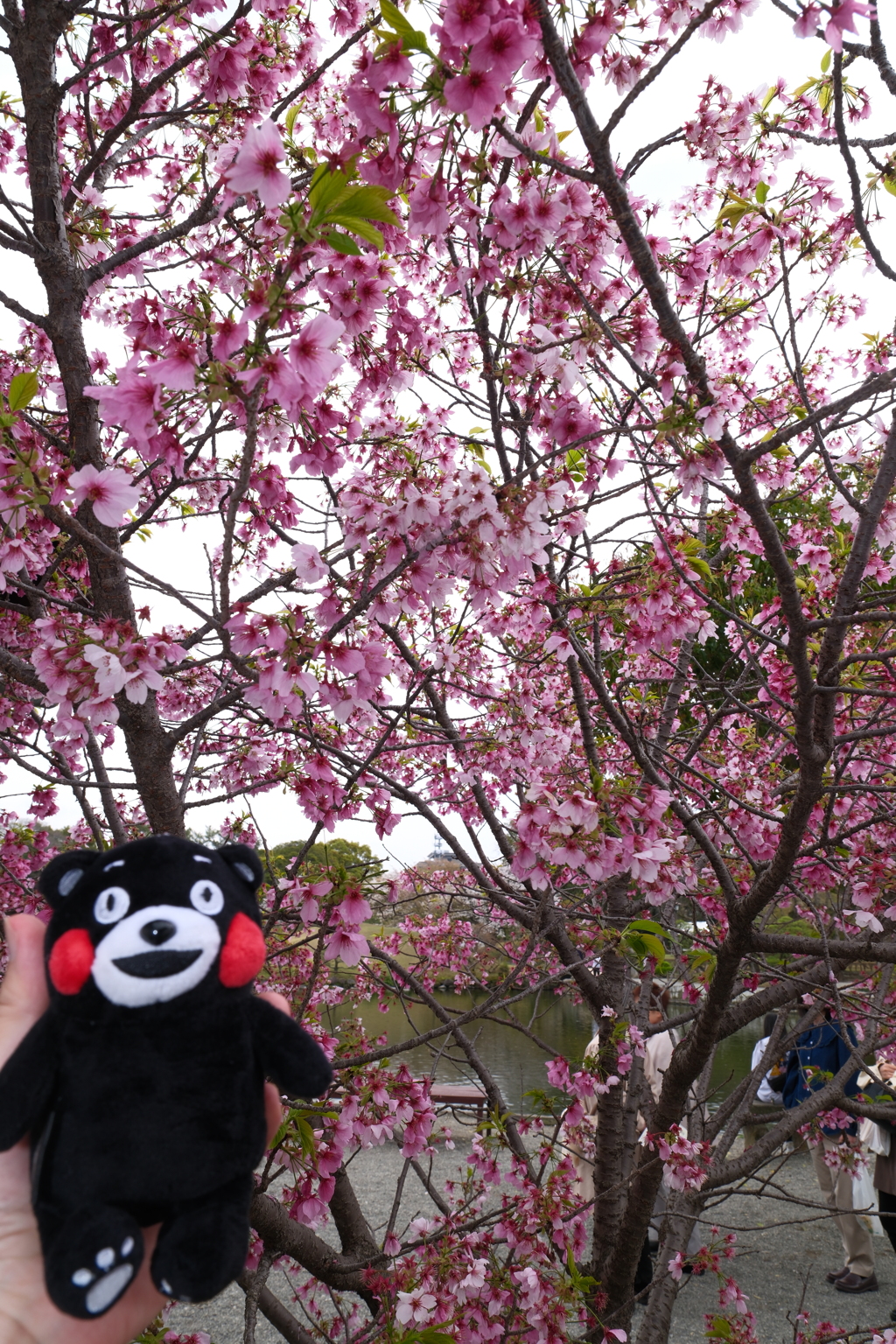 九州で桜を撮りに行くのは初めて１