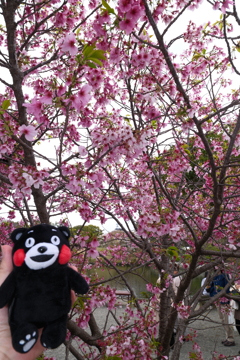 九州で桜を撮りに行くのは初めて１