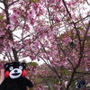 九州で桜を撮りに行くのは初めて１