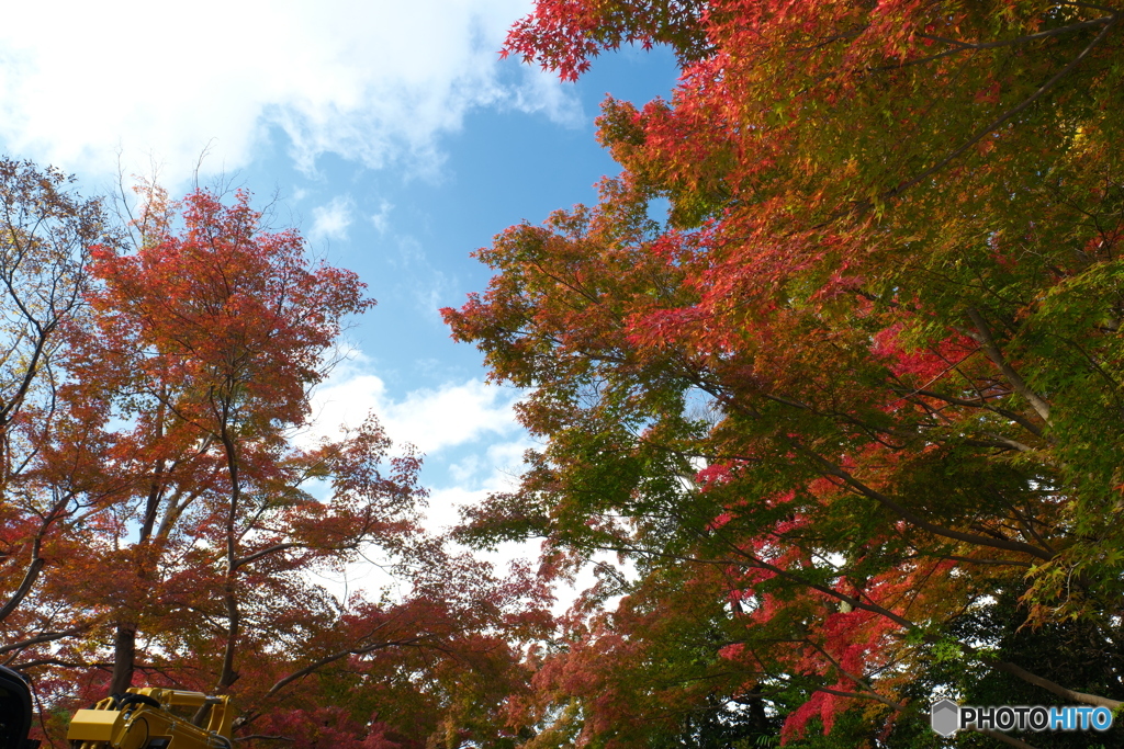 2024-11高岡古城公園の紅葉1