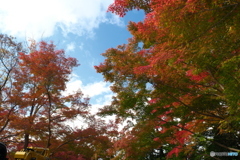 2024-11高岡古城公園の紅葉1