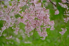 大美和の杜 展望台周辺の桜6