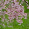 大美和の杜 展望台周辺の桜6
