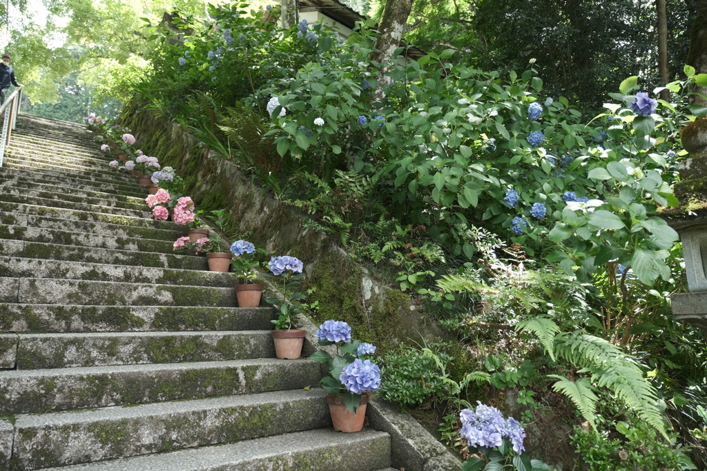 6月末も真夏に劣らぬ暑さの紫陽花４