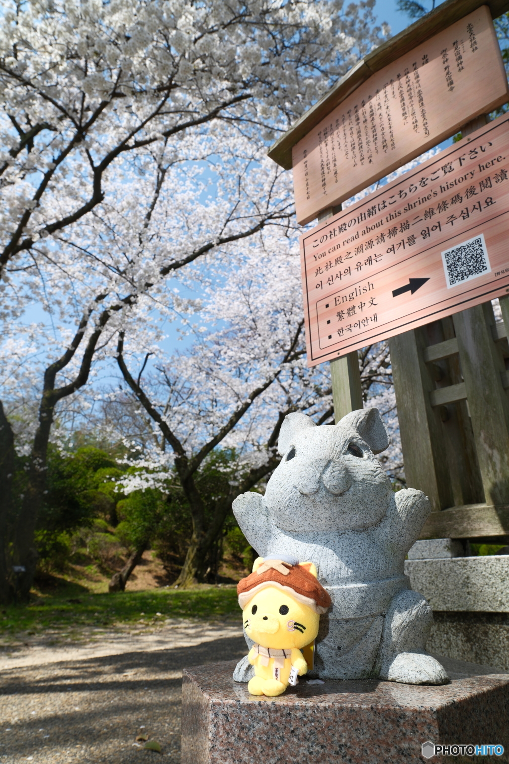 良縁は快晴の桜巡りにあり４