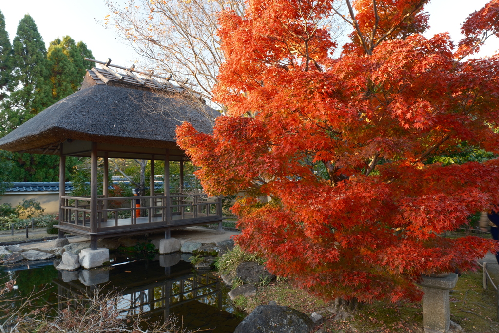 X-T5新調後、年末最後の紅葉(好古園)６