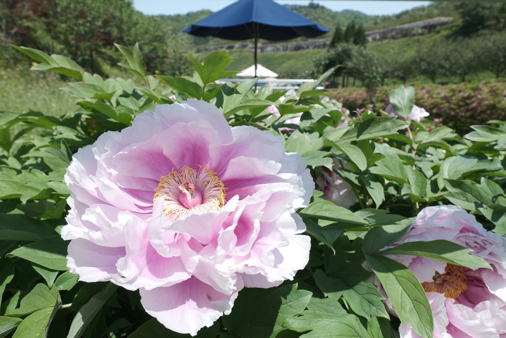 京丹後に花の郷３
