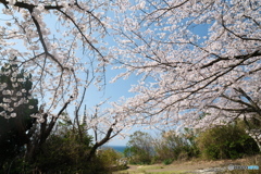 島根県桜巡りの最終日は快晴５