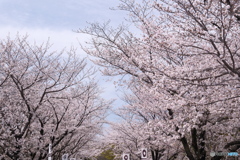熊本城周辺の桜９