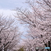 熊本城周辺の桜９