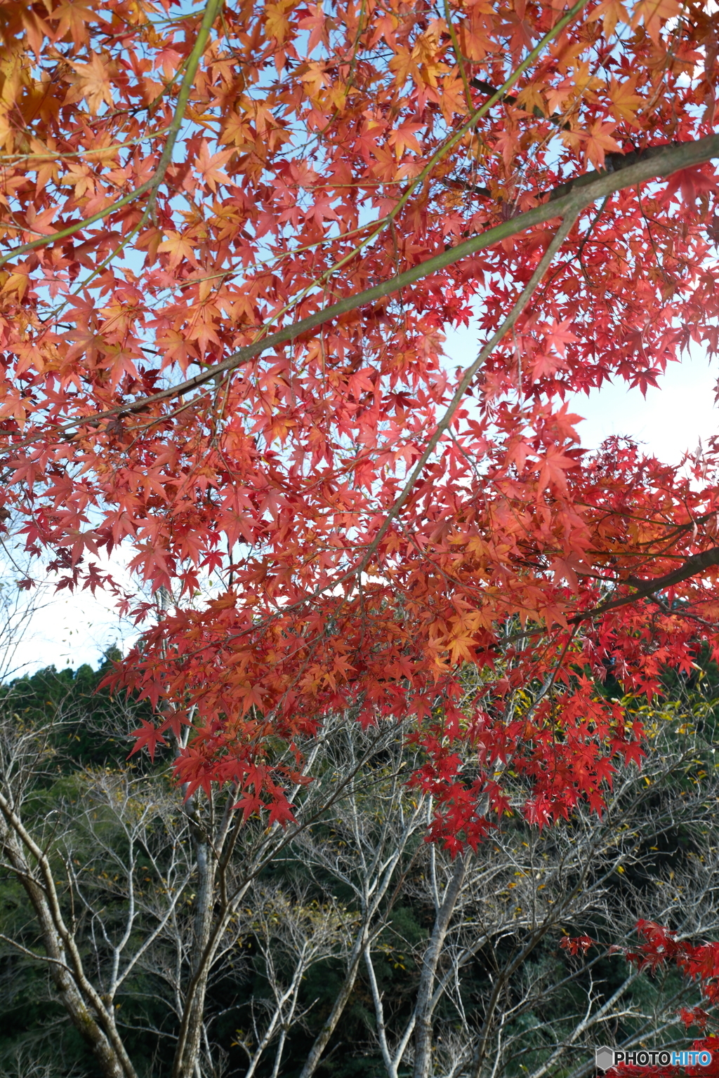 秘境で穴場な紅葉の旅１９