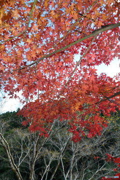 秘境で穴場な紅葉の旅１９